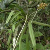 Pomatocalpa maculosum subsp. maculosum (Lindl.) J.J.Sm.